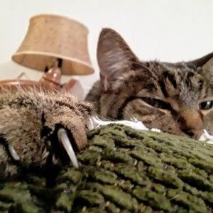 Meet your Posher, Shera